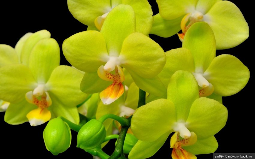 А еще я люблю Орхидеи! А Вы (фото 3)
