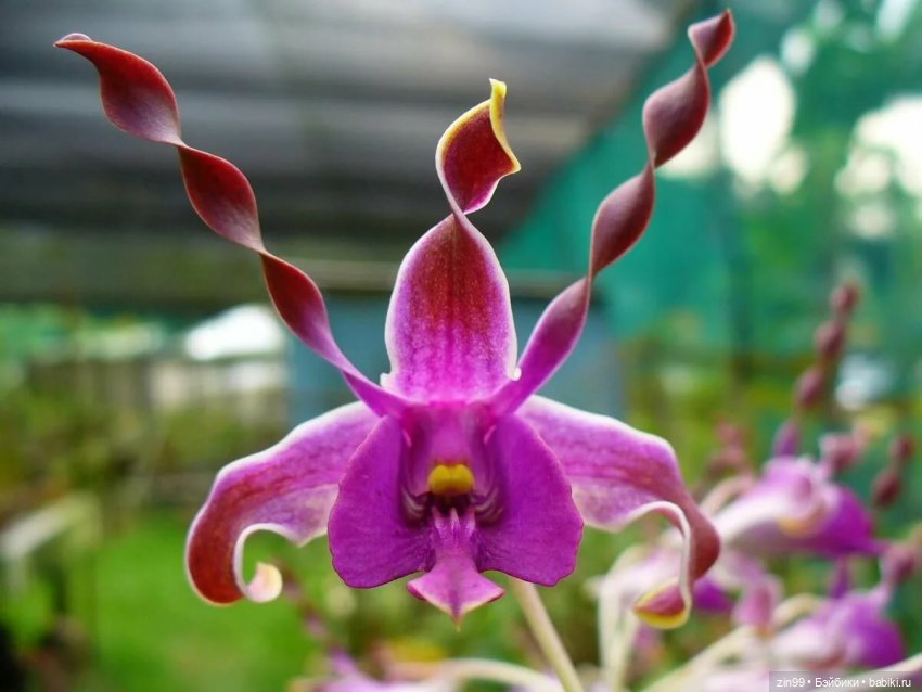 А еще я люблю Орхидеи! А Вы
