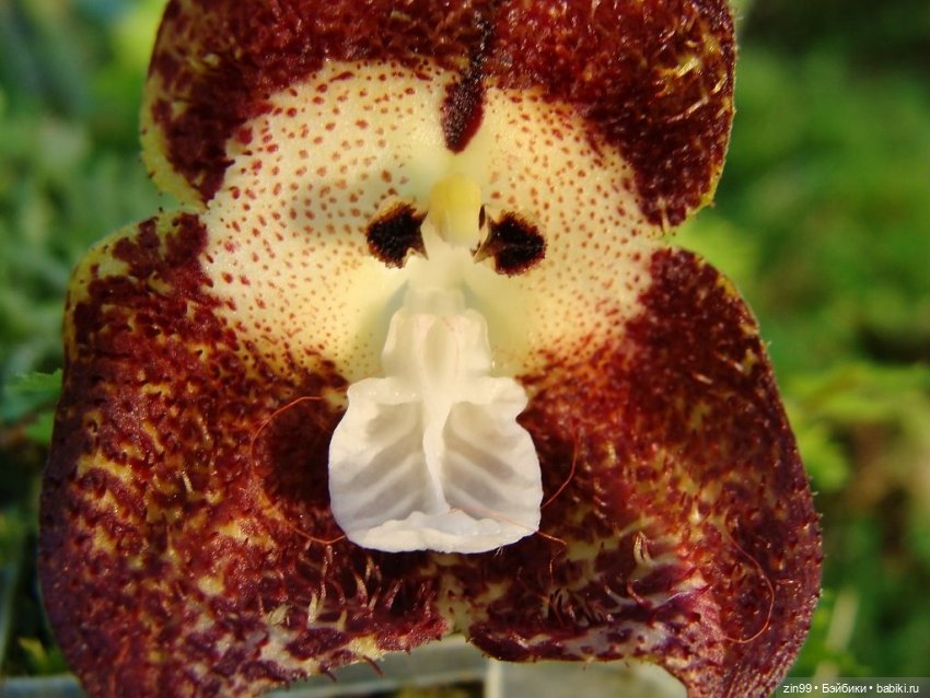 А еще я люблю Орхидеи! А Вы