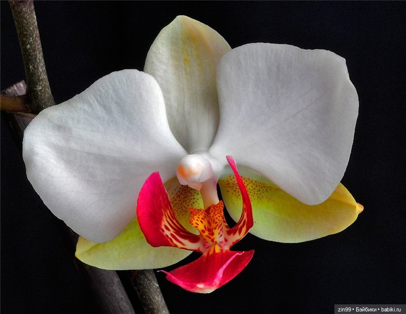 А еще я люблю Орхидеи! А Вы