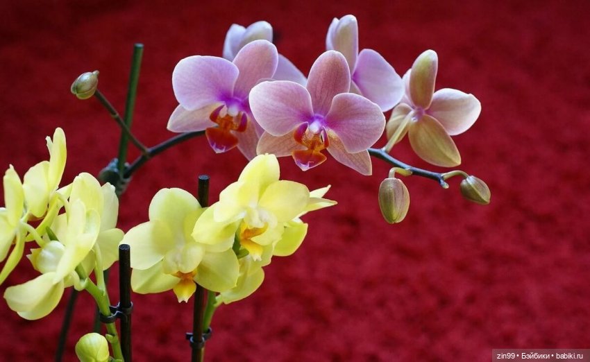 А еще я люблю Орхидеи! А Вы (фото 4)