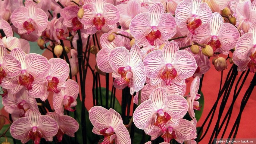 А еще я люблю Орхидеи! А Вы (фото 6)
