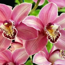 А еще я люблю Орхидеи! А Вы?