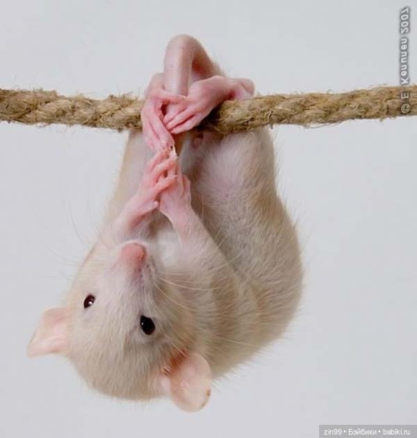 Крыса как маленький друг человека