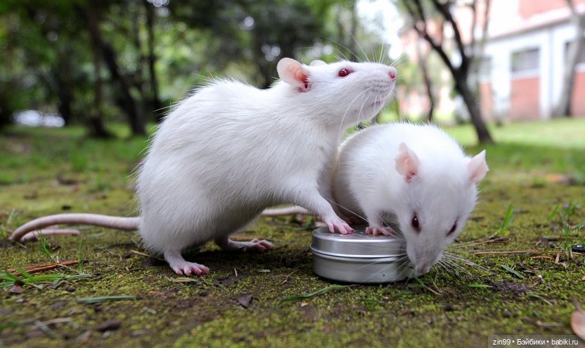 Крыса как маленький друг человека