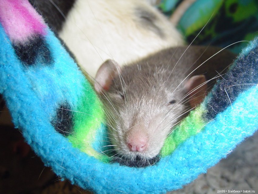 Крыса как маленький друг человека