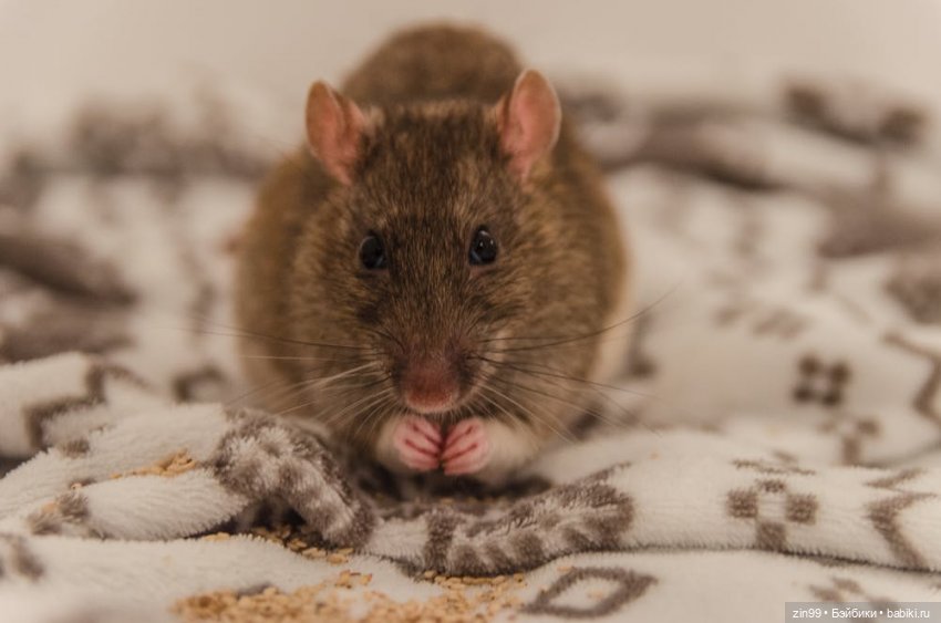 Крыса как маленький друг человека