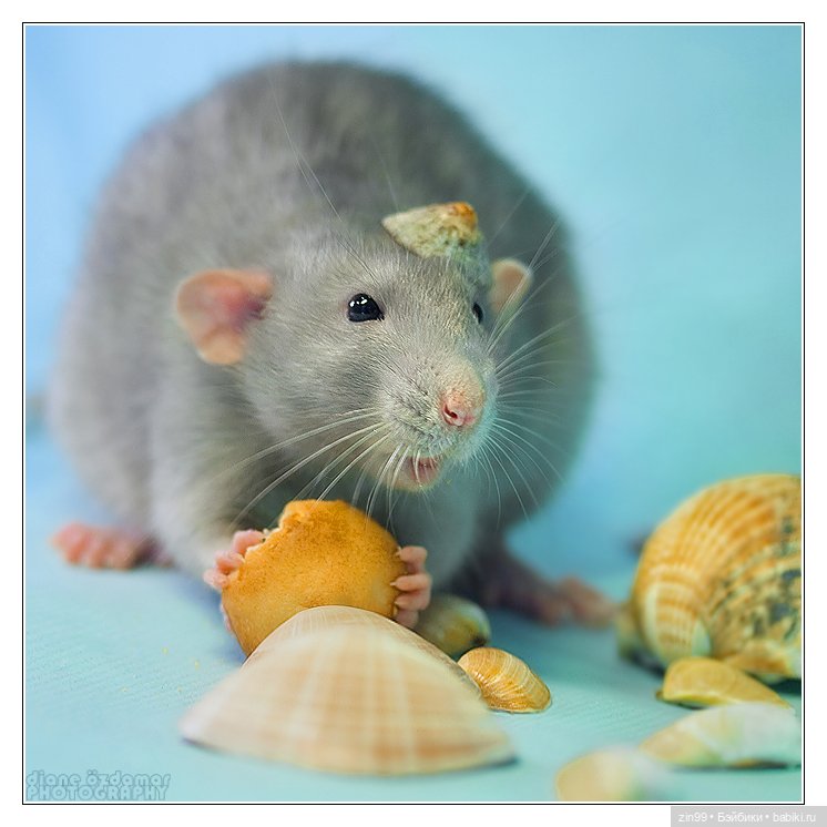 Крыса как маленький друг человека