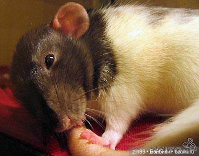 Крыса как маленький друг человека
