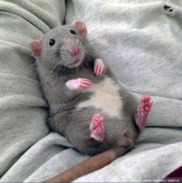 Крыса как маленький друг человека