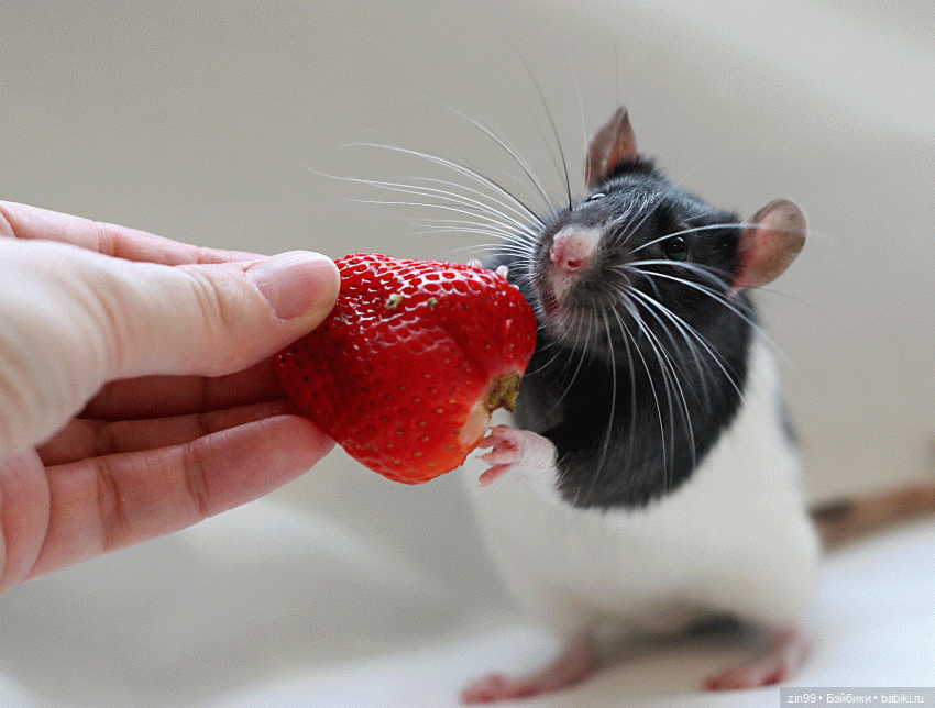 Крыса как маленький друг человека