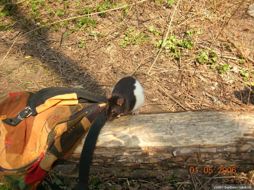 Крыса как маленький друг человека (фото 9)