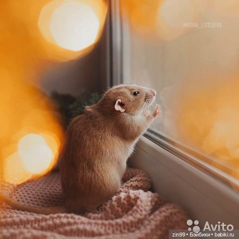 Крыса как маленький друг человека