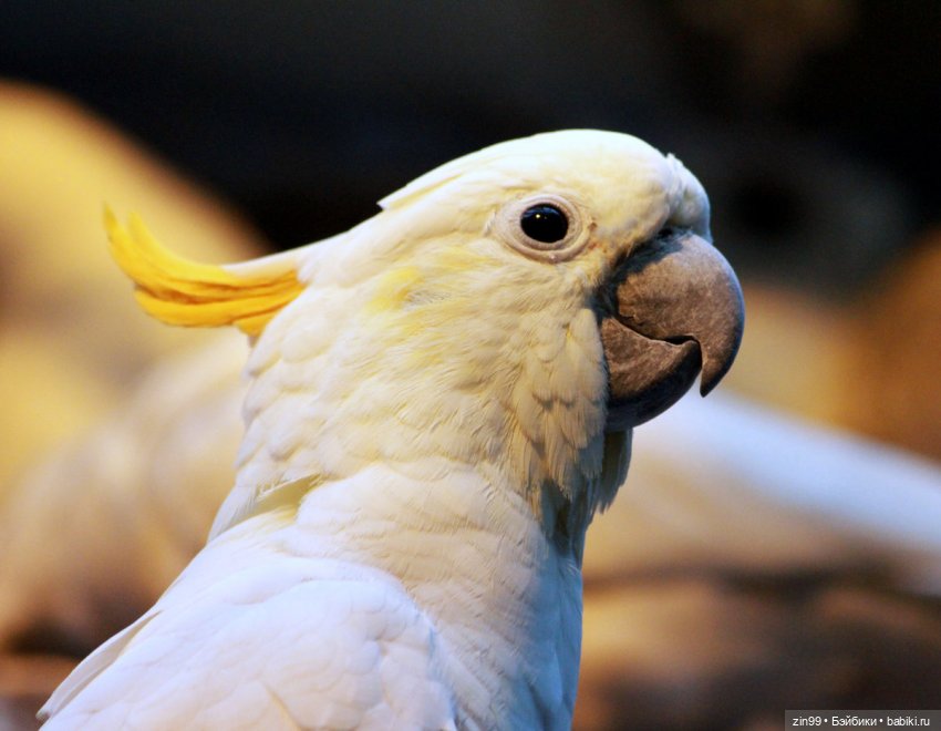 Peekaboo Cockatoo