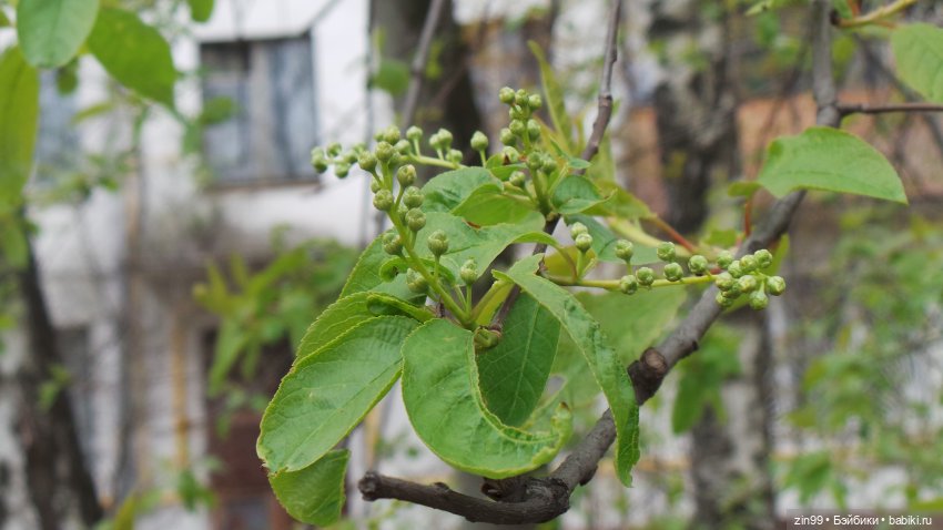 Грустный праздник день Рождения