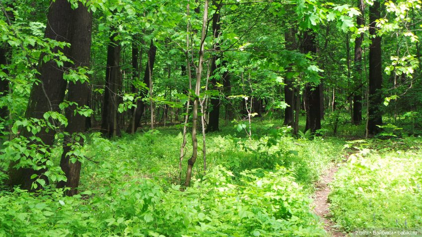Прогулка в Лес с крузелингами и не только (фото 2)