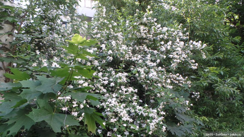 Будем знакомиться: редкая девочка Шэрон! И мои сарафанчики | Бэйбики Будем знакомиться: редкая девочка Шэрон! И мои сарафанчики