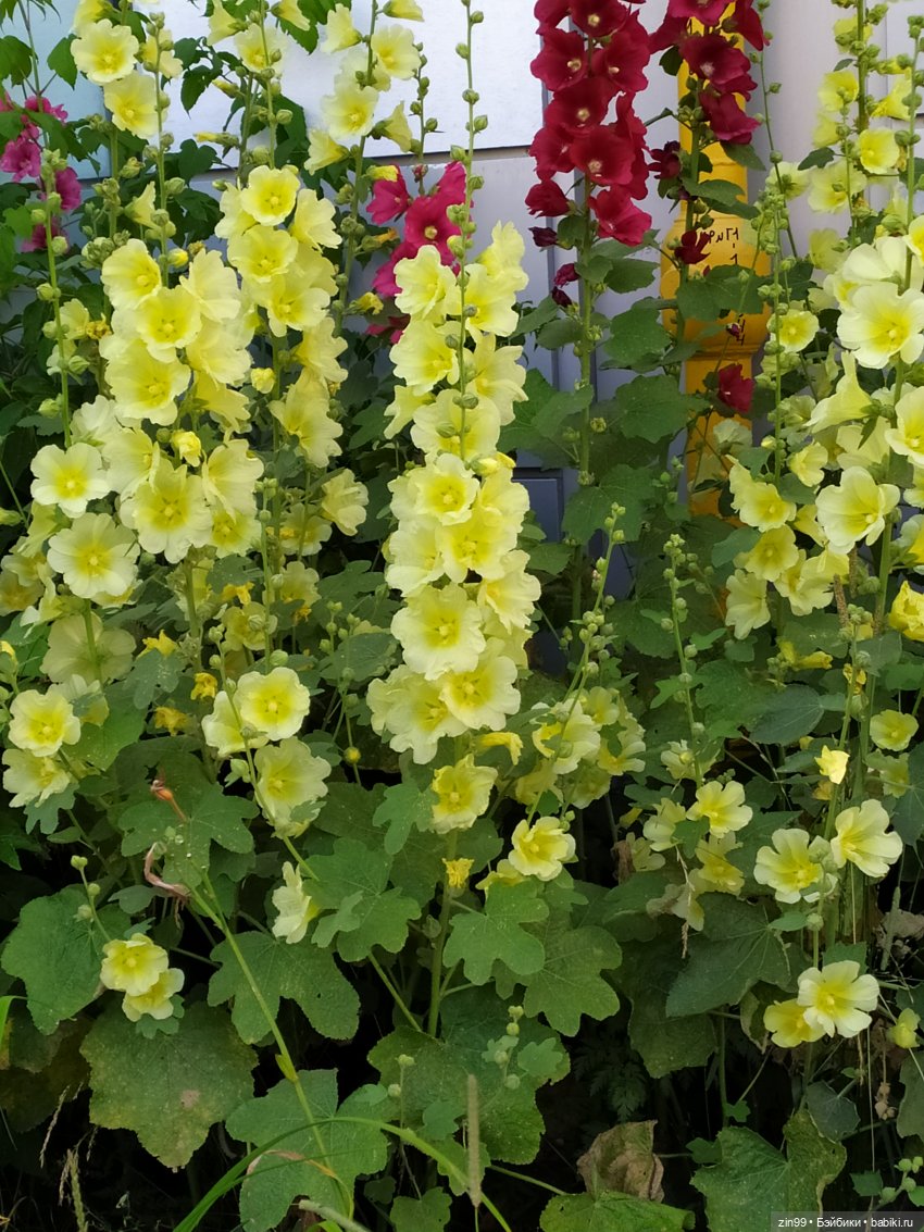 Кукла xiaomi monster, очень интересная