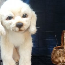 Международный Салон Авторских кукол, на Тишинке часть вторая. 02.10.2020