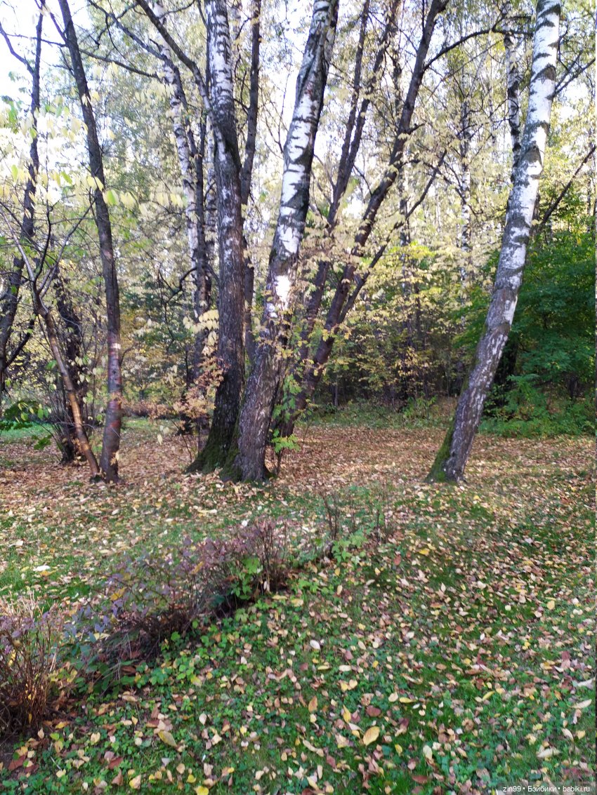 Сave club рокель и тайразавр