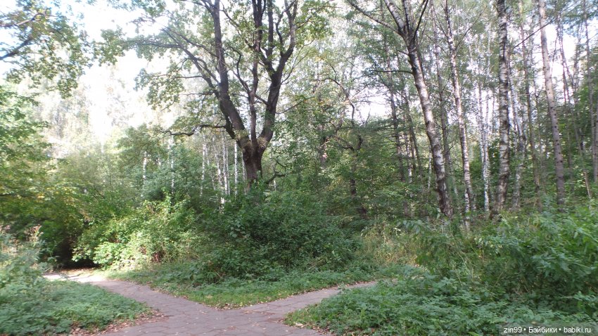 Сave club рокель и тайразавр