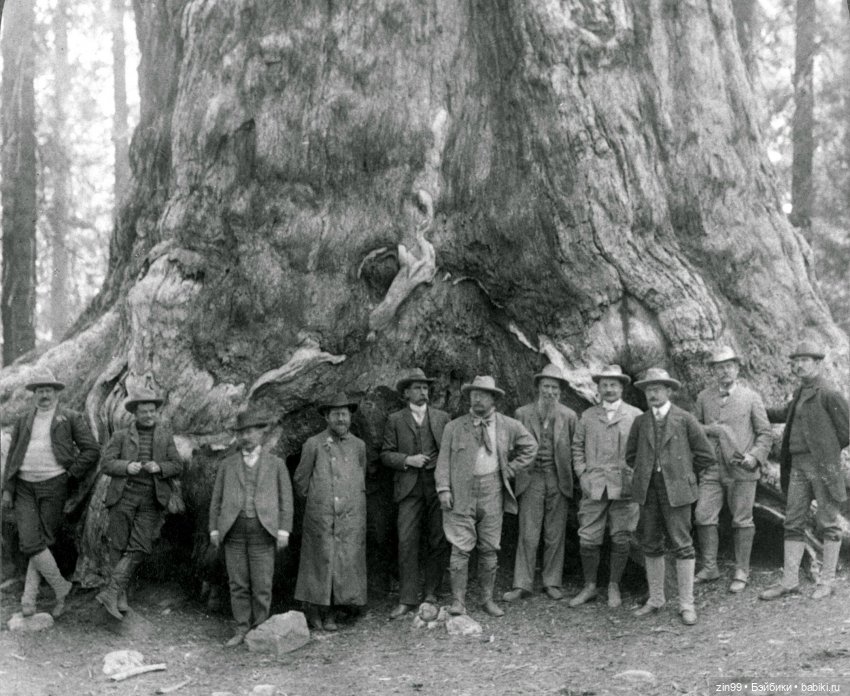 Сave club рокель и тайразавр