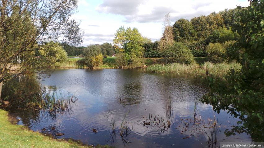 Сave club рокель и тайразавр