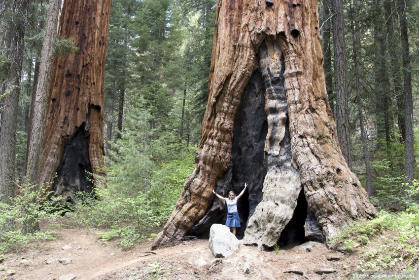 Сave club рокель и тайразавр