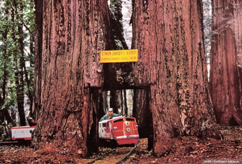 Сave club рокель и тайразавр