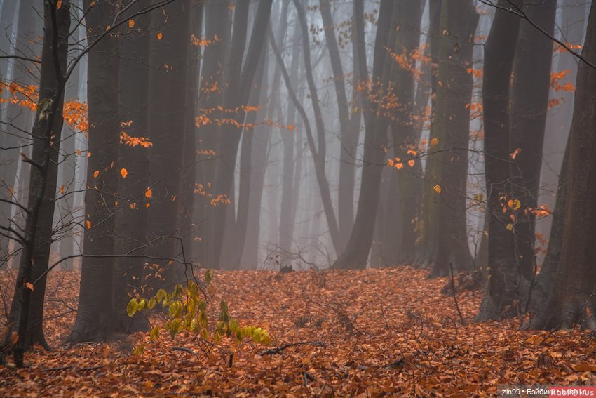 Девочка и Осень 2020 — Куклы Kidz'n'Cats (Соня Хартман): шарнирные 46 см