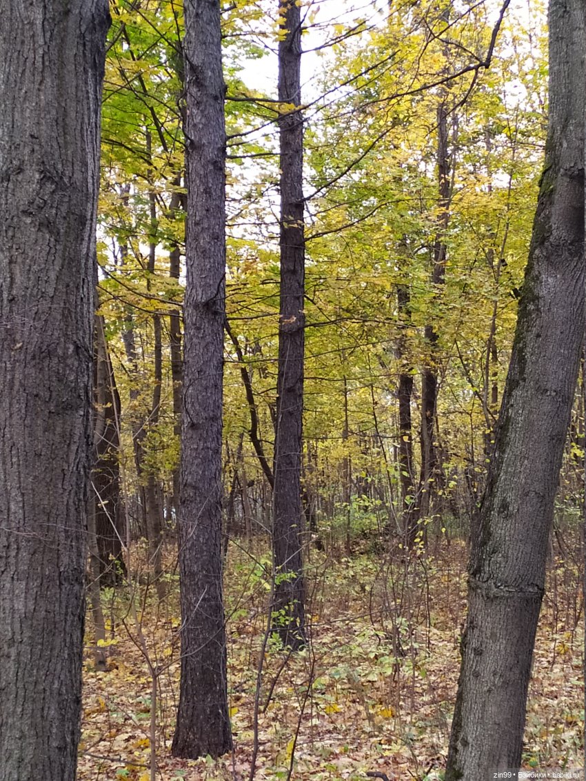 Осень в парке и в моем районе с куклами Kidz'n'Cats