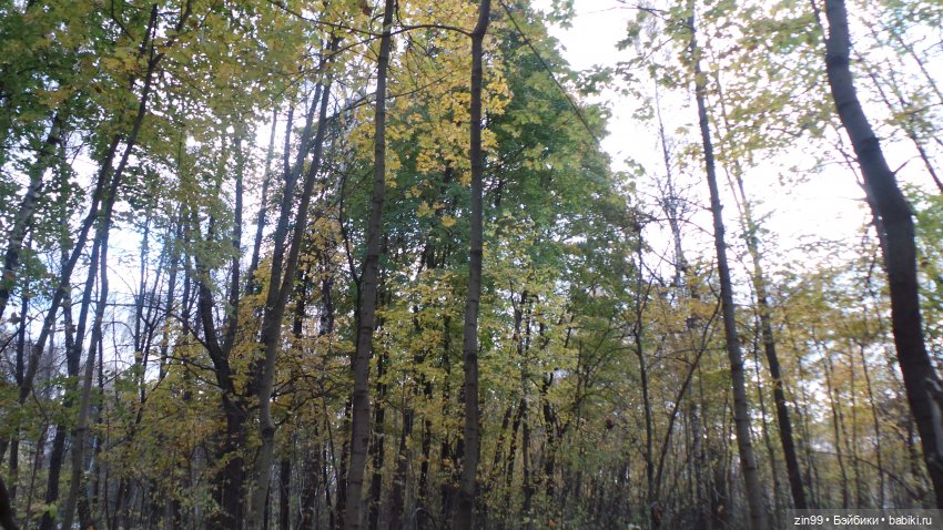 Осень в парке и в моем районе с куклами Kidz'n'Cats (фото 4)