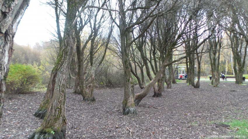 Осень в парке и в моем районе с куклами Kidz'n'Cats