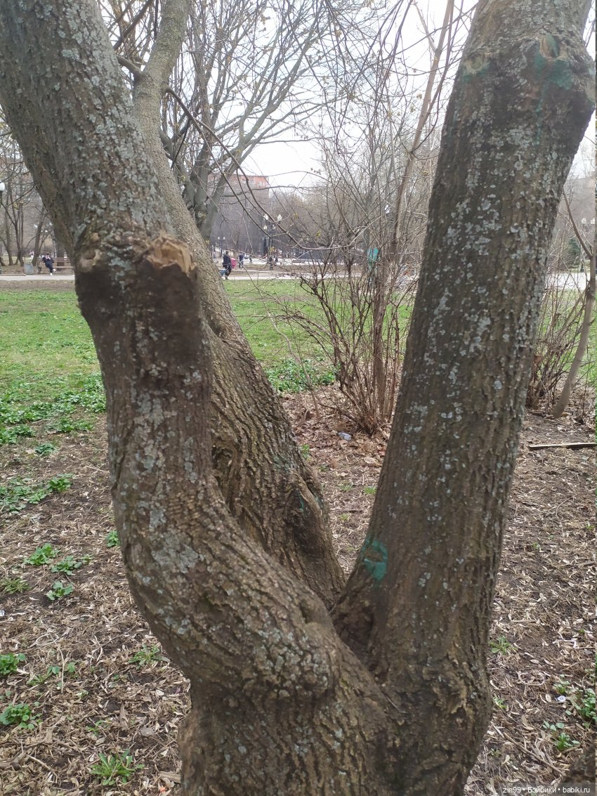 Виолетт и Джоули гуляют! Куклы Reinbow