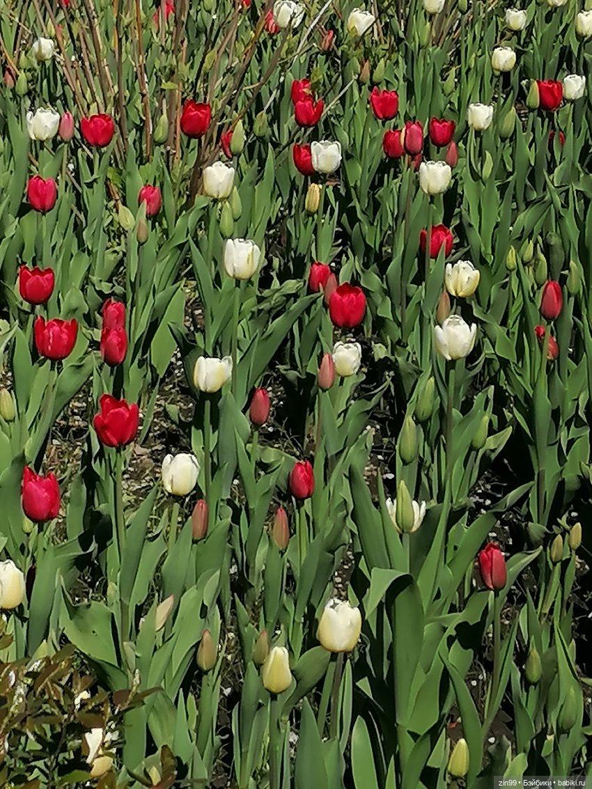 Царицыно, музей заповедник Царицыно с куклой Черепашкой