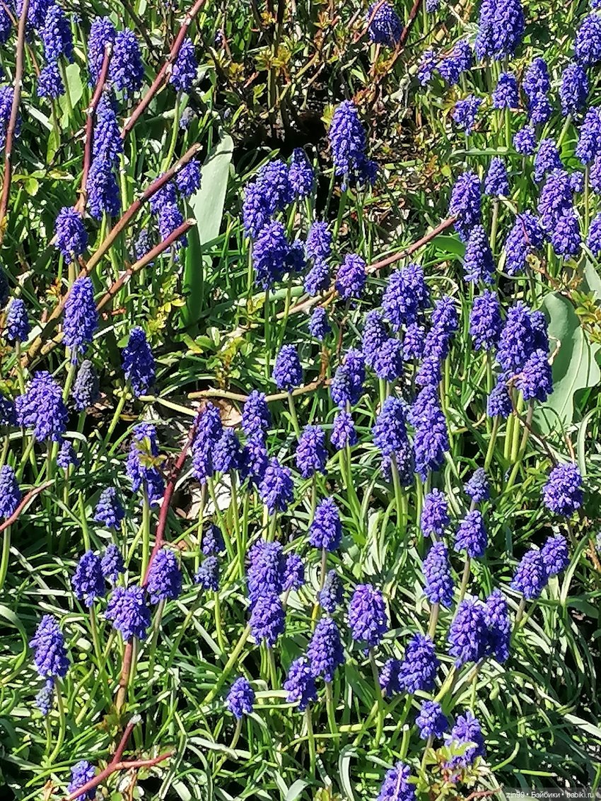 Царицыно, музей заповедник Царицыно с куклой Черепашкой