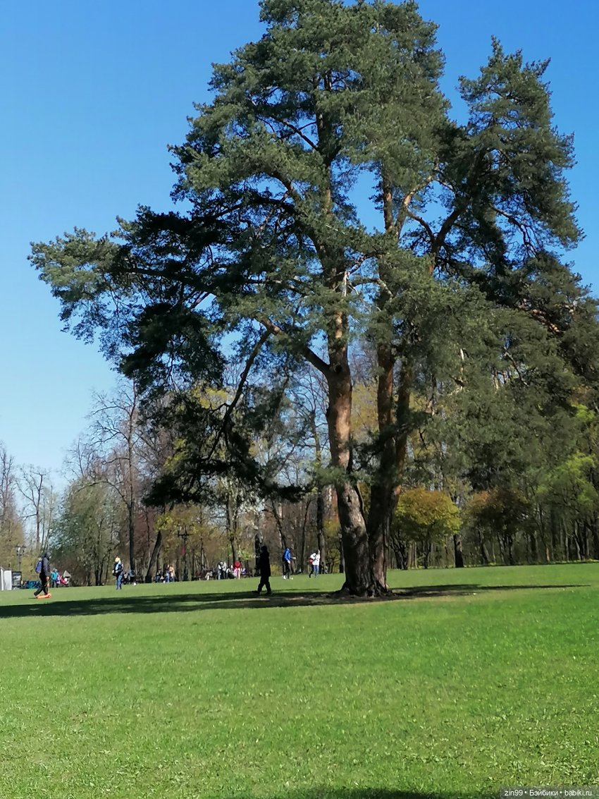 Царицыно, музей заповедник Царицыно с куклой Черепашкой (фото 10)