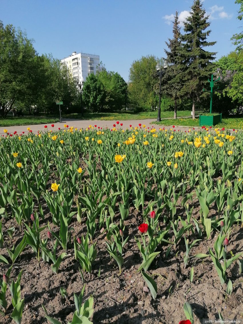 Майские тюльпаны и куклы Paola Reina (фото 2)