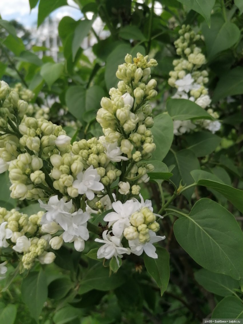 Все в Сад-Сиреневый сад — Куклы Kidz'n'Cats (Соня Хартман): шарнирные 46 см (фото 2)