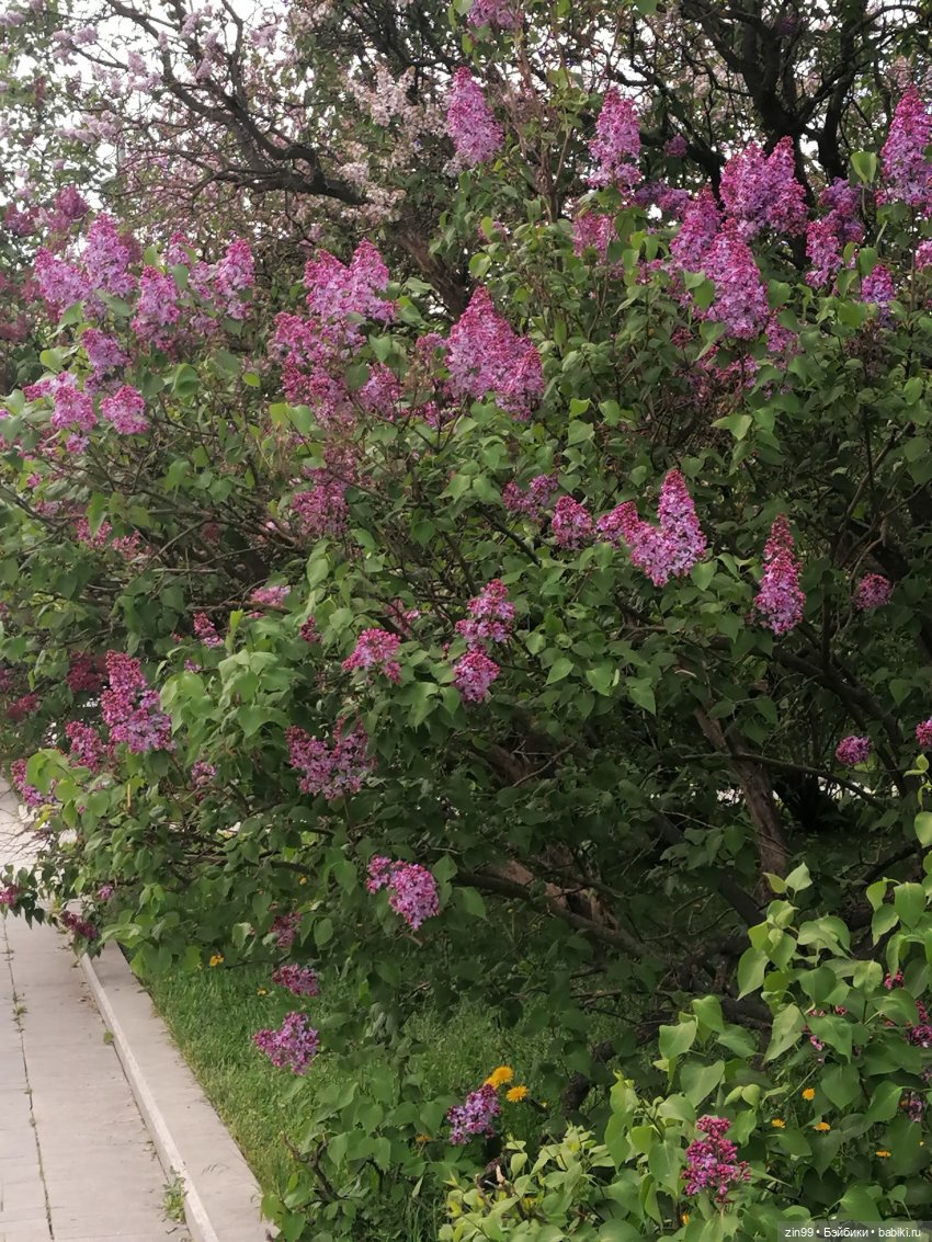 Все в Сад-Сиреневый сад — Куклы Kidz'n'Cats (Соня Хартман): шарнирные 46 см