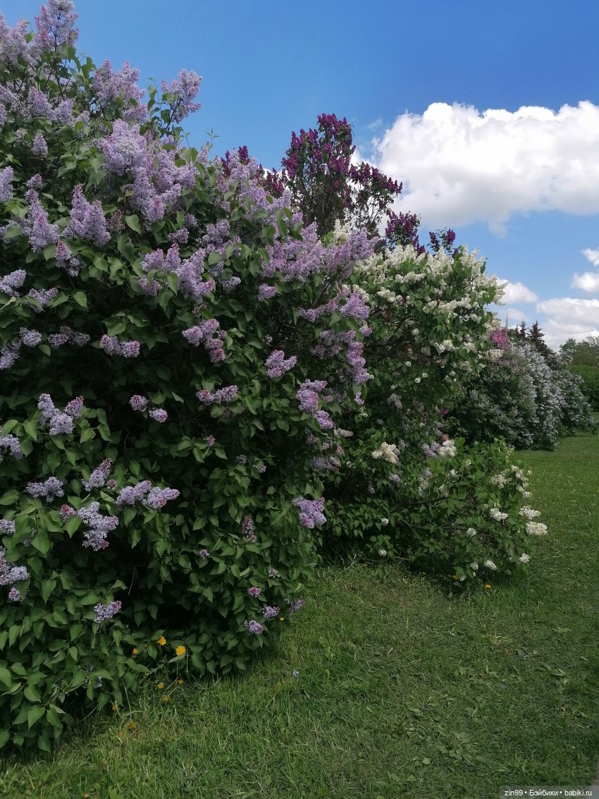 Все в Сад-Сиреневый сад — Куклы Kidz'n'Cats (Соня Хартман): шарнирные 46 см