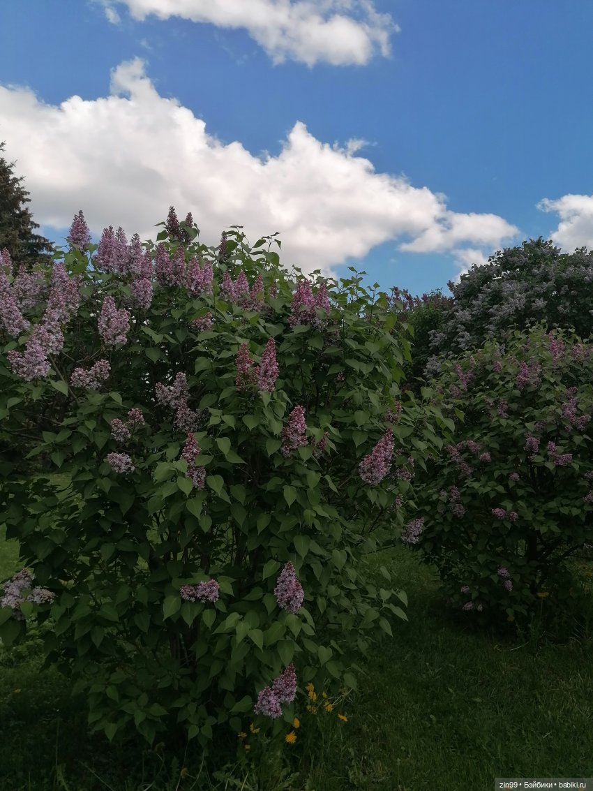 Все в Сад-Сиреневый сад — Куклы Kidz'n'Cats (Соня Хартман): шарнирные 46 см (фото 3)