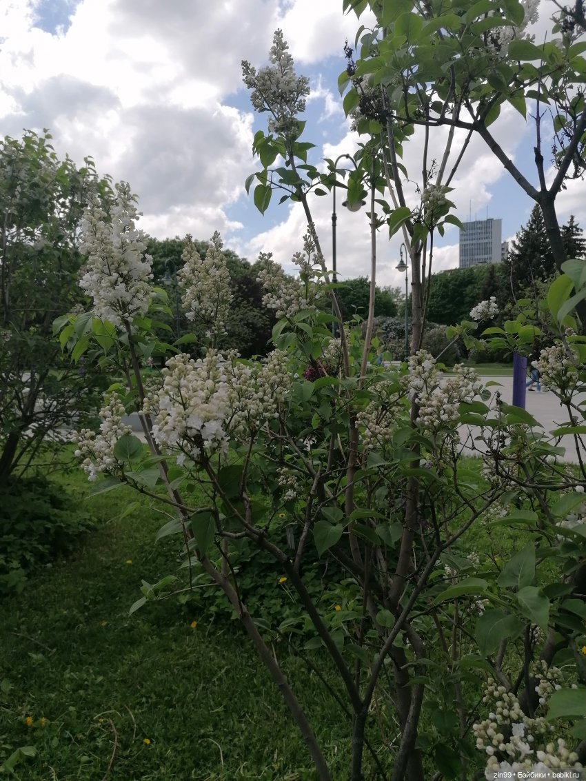 Все в Сад-Сиреневый сад — Куклы Kidz'n'Cats (Соня Хартман): шарнирные 46 см