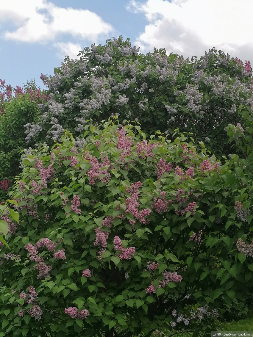 Все в Сад-Сиреневый сад — Куклы Kidz'n'Cats (Соня Хартман): шарнирные 46 см (фото 4)