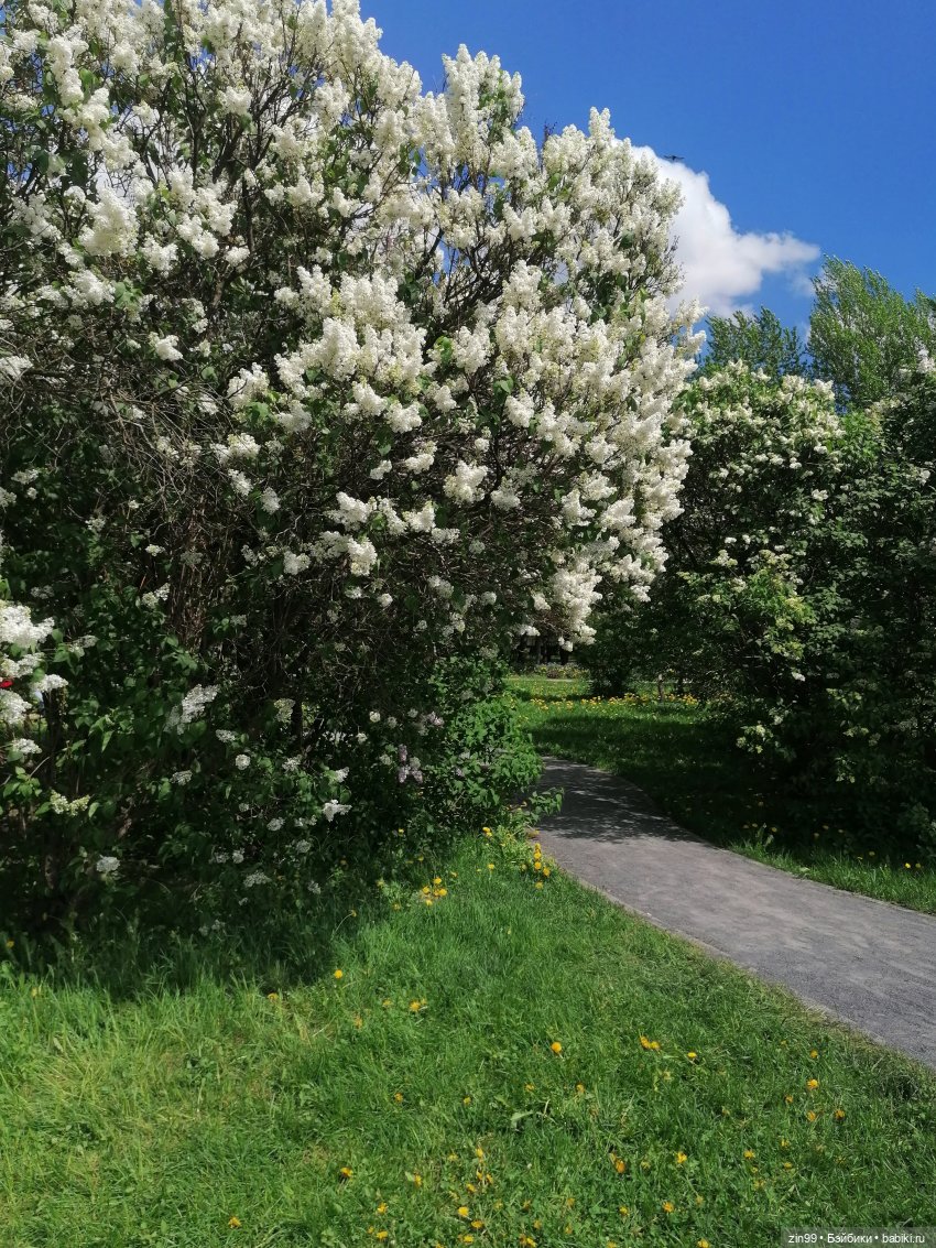 Все в Сад-Сиреневый сад — Куклы Kidz'n'Cats (Соня Хартман): шарнирные 46 см