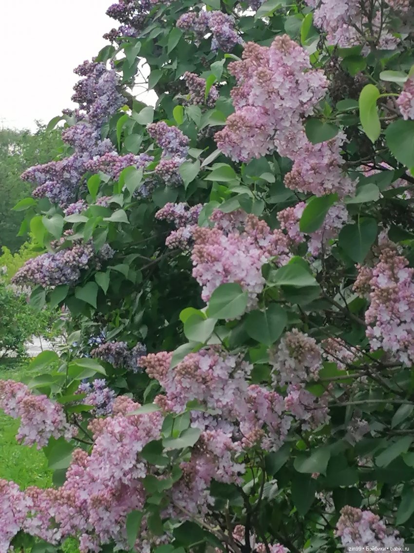 сирень