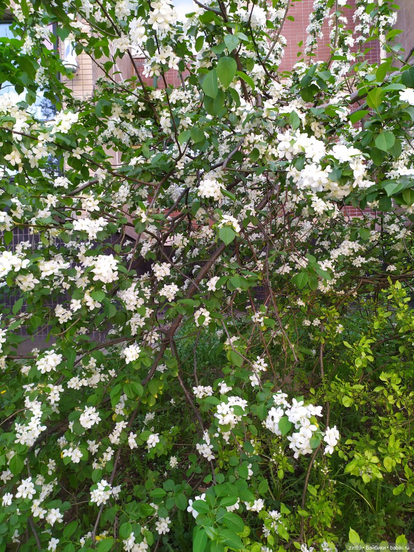 капусточки