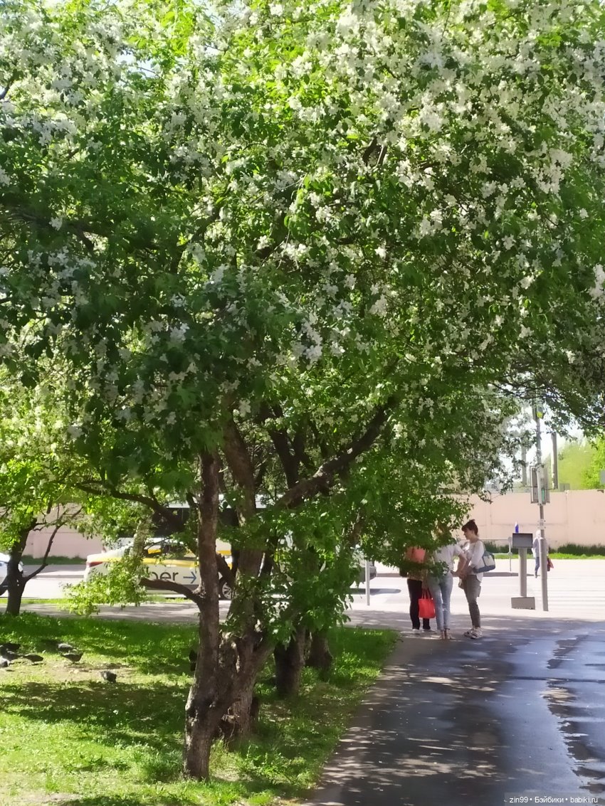 капусточки