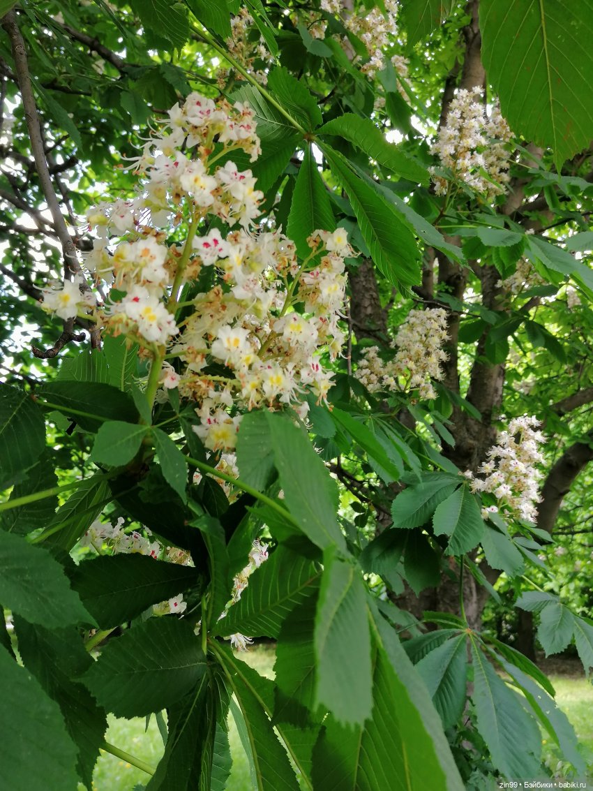 Schildkröt, приехал мальчик, очень красивый