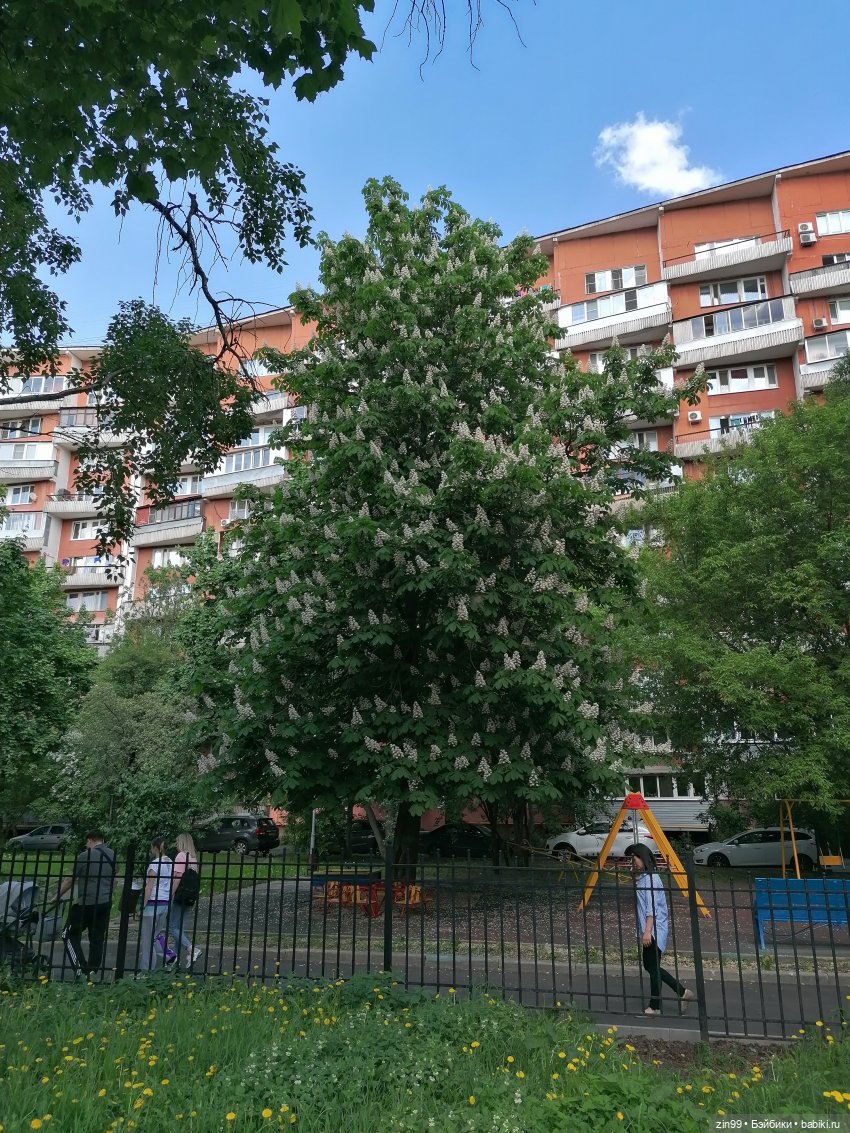 Schildkröt, приехал мальчик, очень красивый (фото 3)